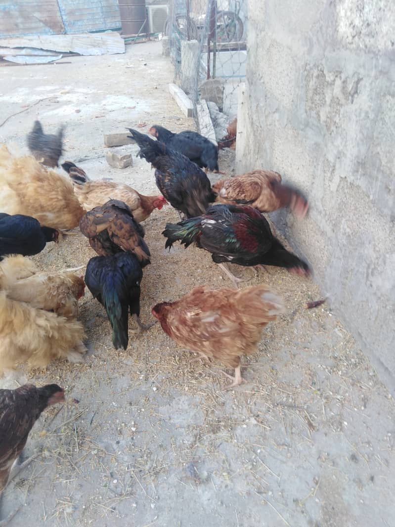 Aseel and dasi hens for sale. 2