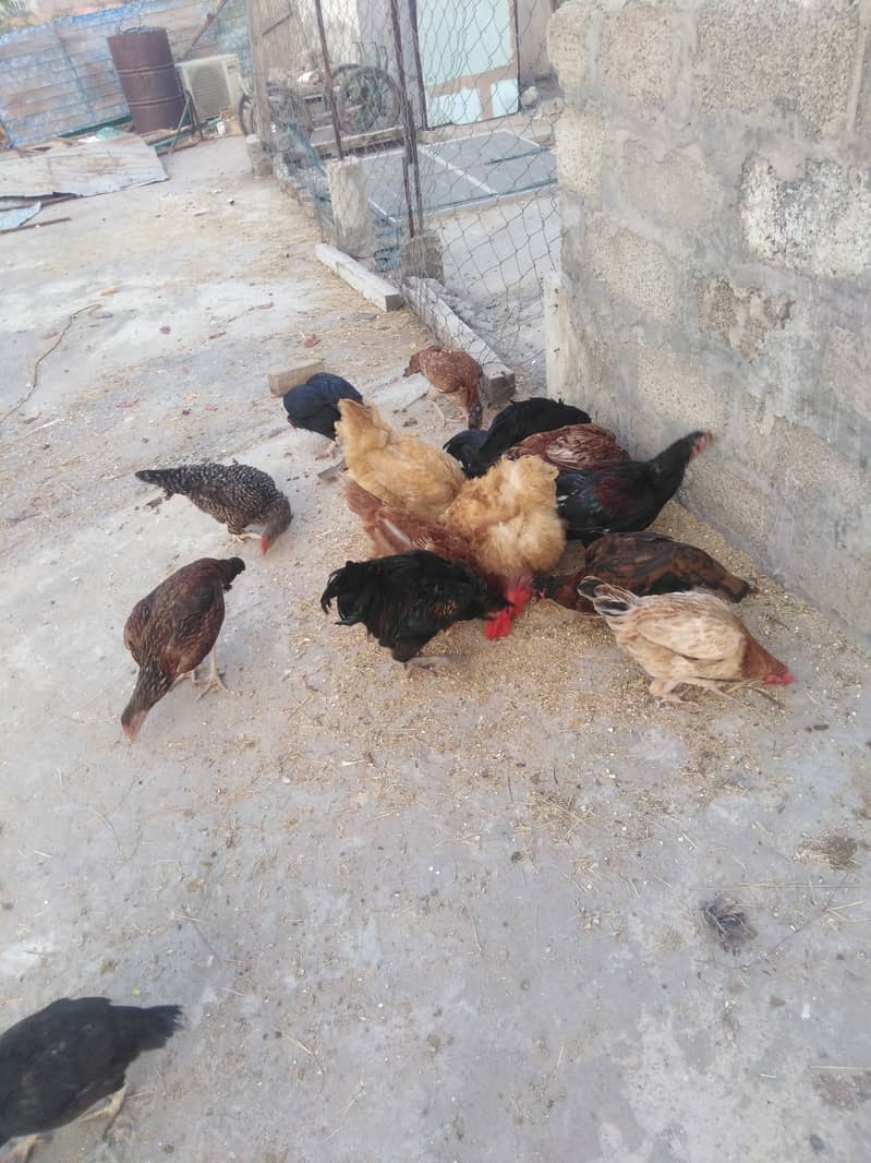 Aseel and dasi hens for sale. 3