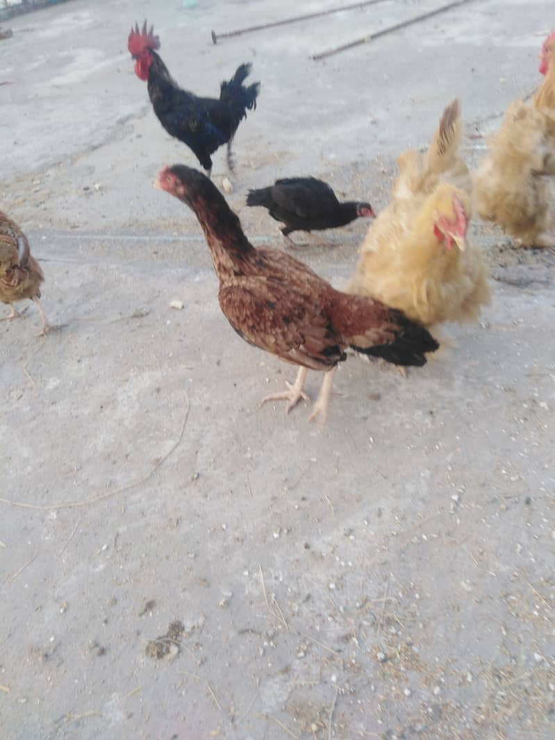 Aseel and dasi hens for sale. 4