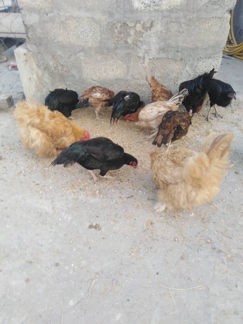 Aseel and dasi hens for sale. 5