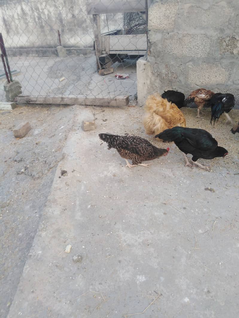 Aseel and dasi hens for sale. 6