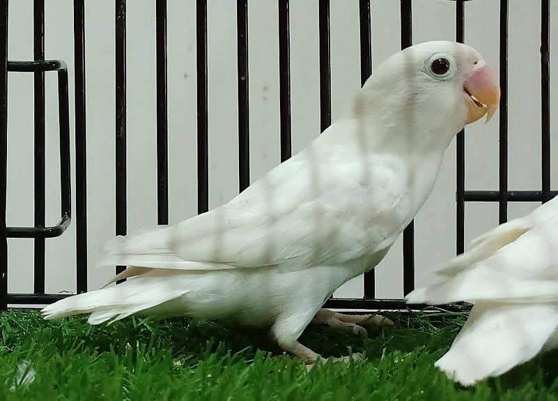 Albino split ino chicks 1