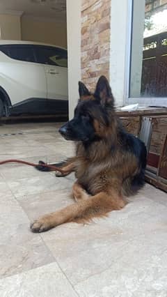 German Shepherd for sale