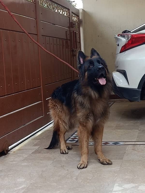 German Shepherd for sale 1