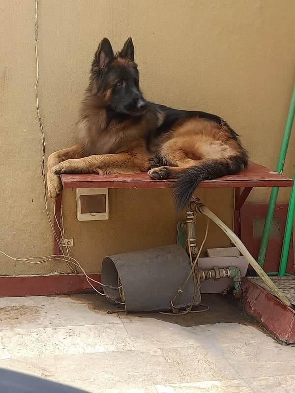 German Shepherd for sale 2