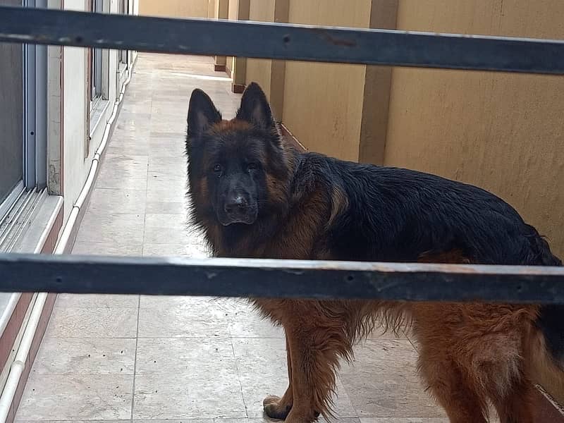 German Shepherd for sale 4