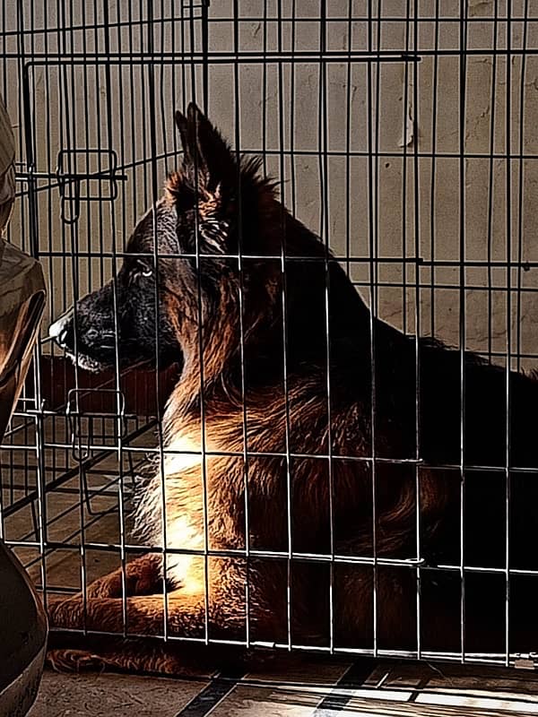 German Shepherd for sale 6