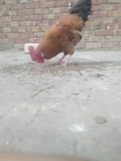 golden hen l urgent for sale/