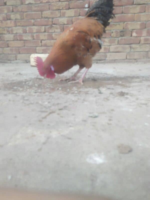 golden hen l urgent for sale/ 0