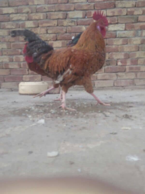 golden hen l urgent for sale/ 1