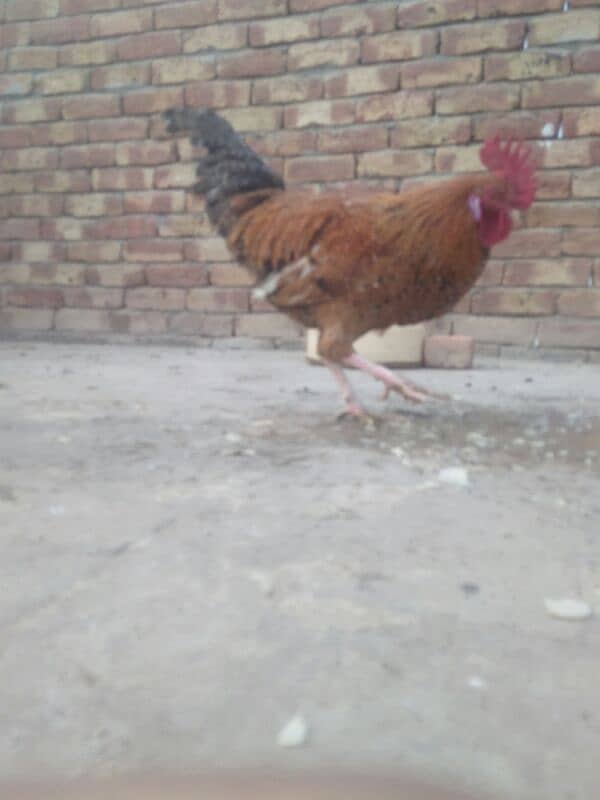 golden hen l urgent for sale/ 2