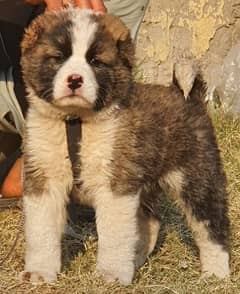 alabai security dog 3 manth male for sale heavy bone