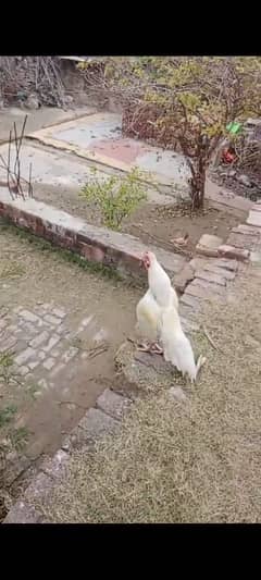 white heera Aseel Mianwali breed old bloodline