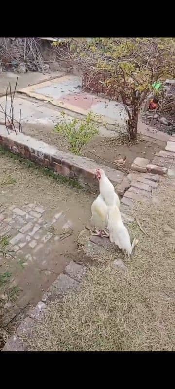 white heera Aseel Mianwali breed old bloodline 0