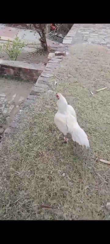 white heera Aseel Mianwali breed old bloodline 1