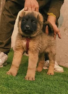 Kurdish Kangal security dog 3 manth male for sale heavy bone