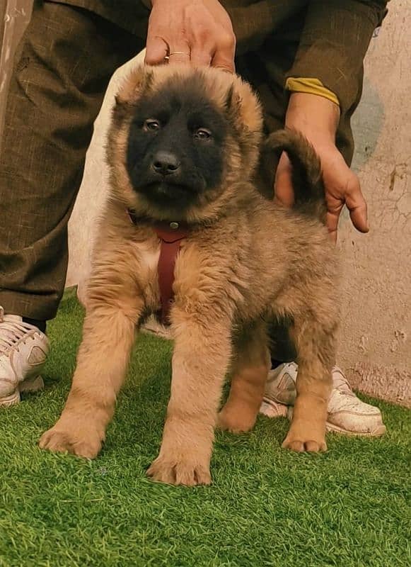 Kurdish Kangal security dog 3 manth male for sale heavy bone 0