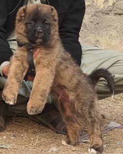 Kurdish Kangal security dog 3 month male for sale heavy bone