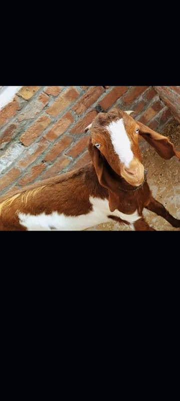 bakri for sale 0