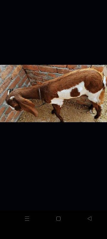 bakri for sale 2