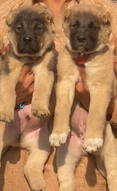 king kurdish kangal pair dabal hadi full security dogs for sale