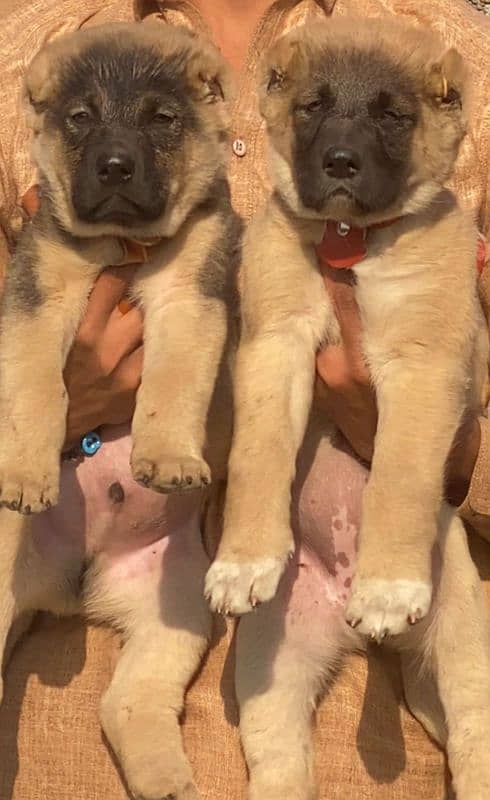 king kurdish kangal pair dabal hadi full security dogs for sale 0