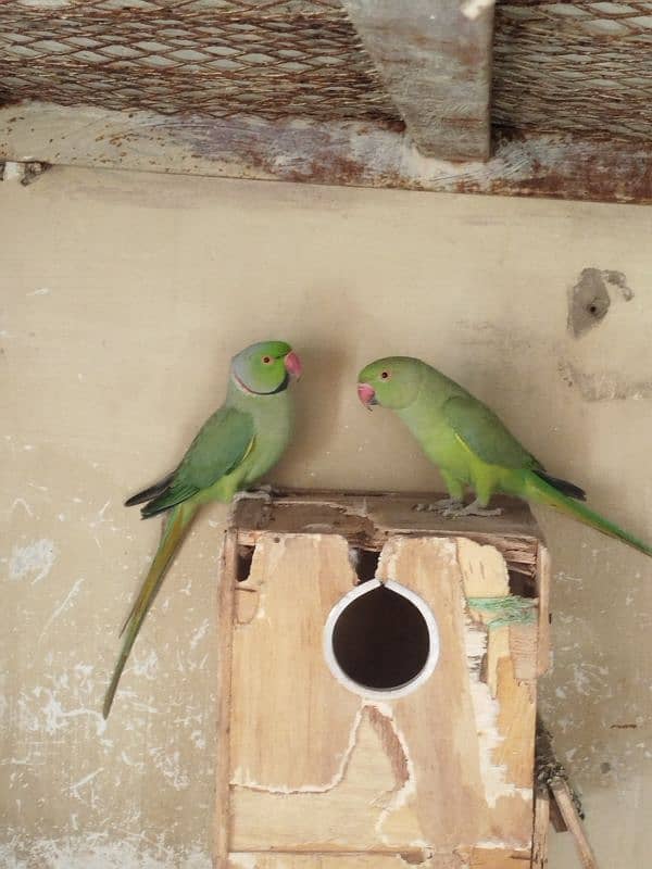 green ringneck pair 0