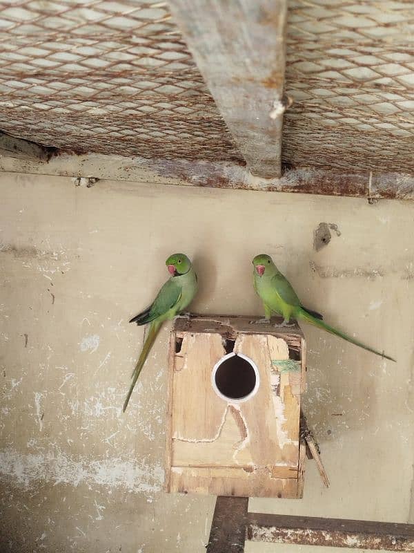 green ringneck pair 1