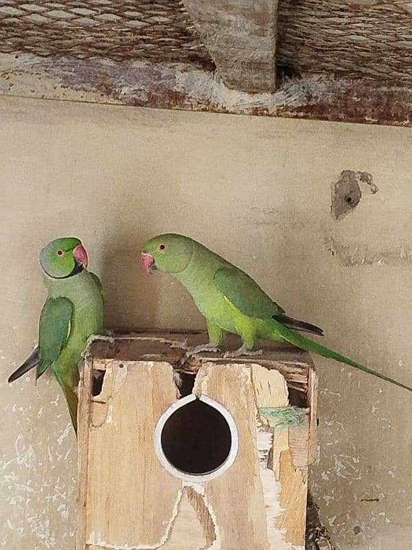 green ringneck pair 2