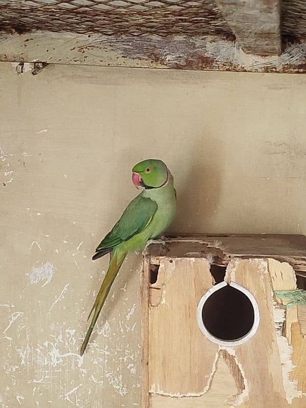 green ringneck pair 3