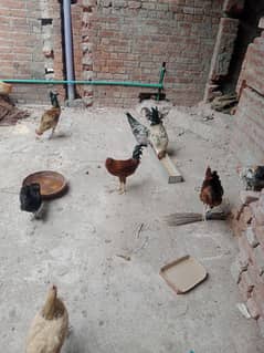 desi Hens