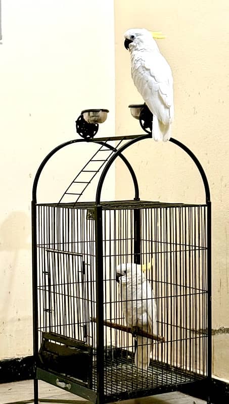 cockatoo triton 0