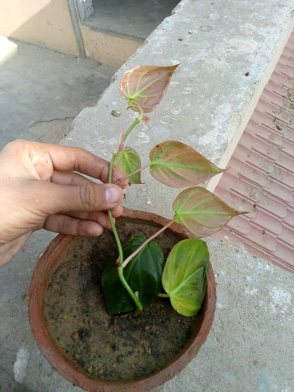 pink queen money plant 1