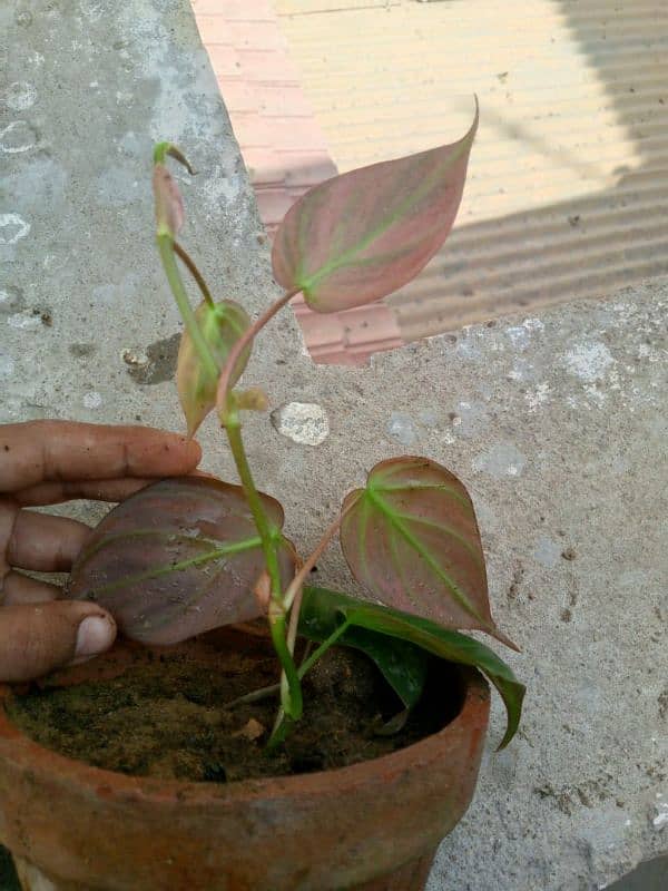 pink queen money plant 3