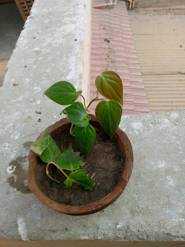 pink queen money plant 4