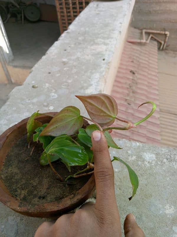 pink queen money plant 5