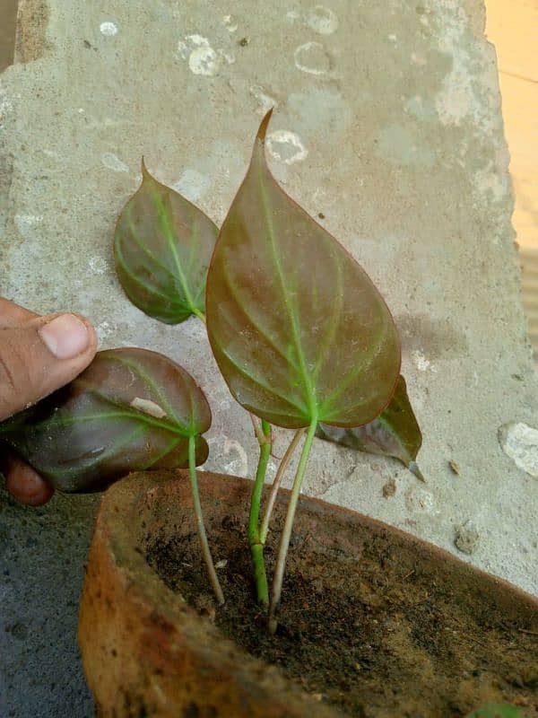 pink queen money plant 6