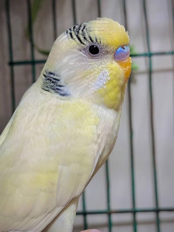 king size budgie male 1