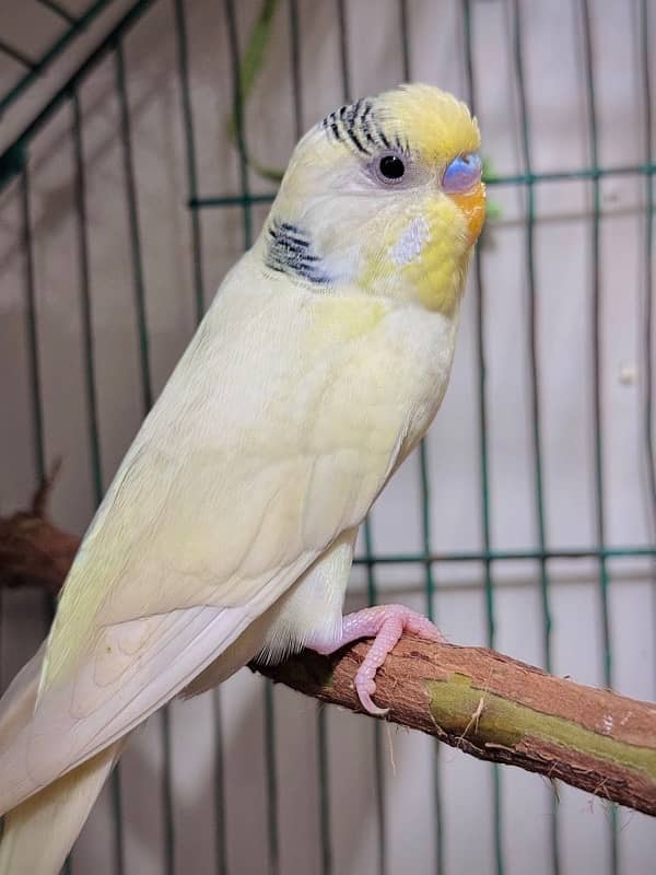 king size budgie male 2