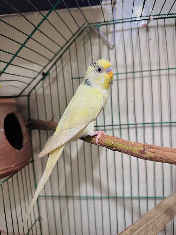 king size budgie male 3