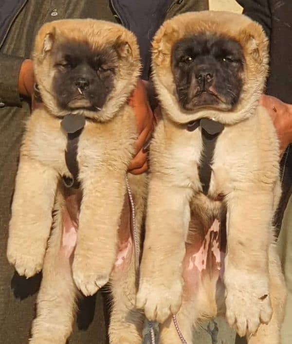 Kurdish kangal pair male female age 2 month havey bone for sale 0