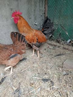 golden misri breedar Murga for sale