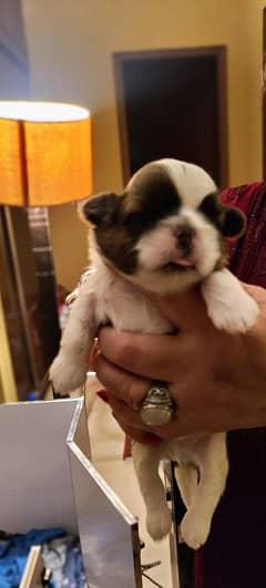 Shih Tzu / Shitzu Pedigreed Puppy! Reserve Yours Now!!!