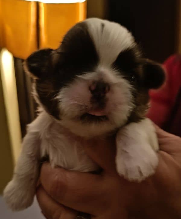 Shih Tzu / Shitzu Show Class Pedigreed Puppies For Loving Homes. 5