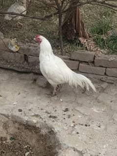 Aseel paper white Heera male for sell white nok nali