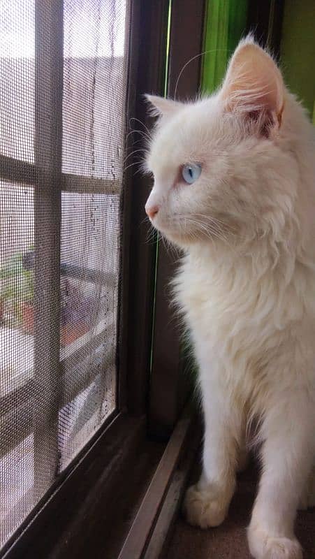 Turkish angora 2