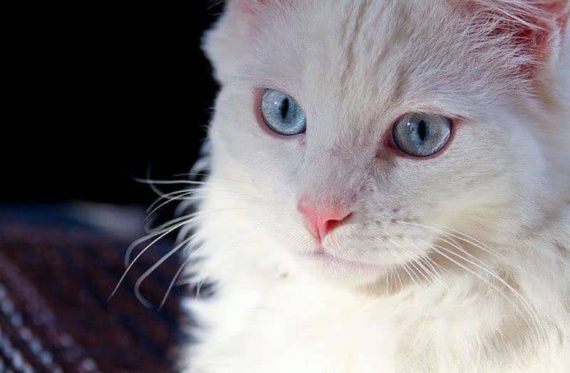 Turkish angora 6