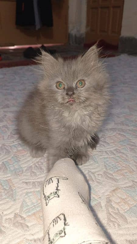 Persian kittens pair , Imported quality , punch face kittens 0