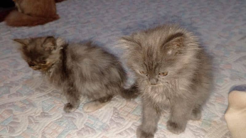 Persian kittens pair , Imported quality , punch face kittens 1