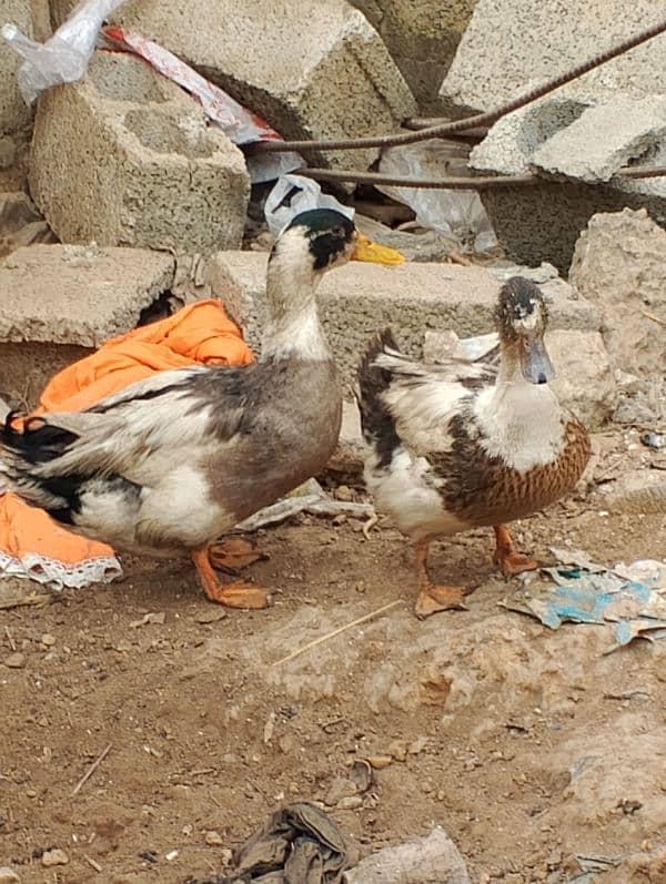 duck pair for sale 0